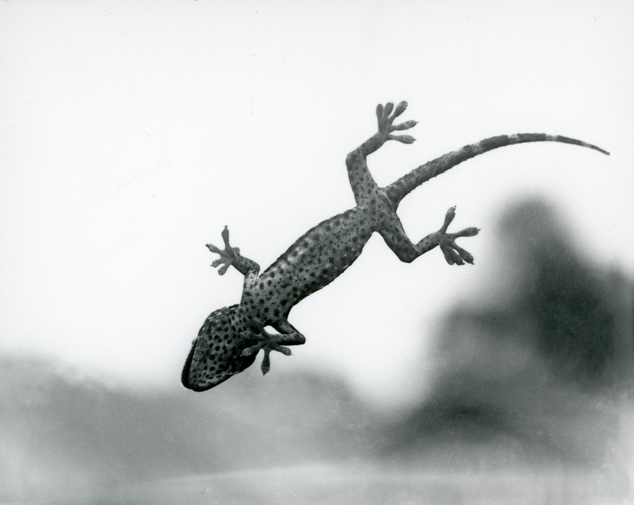 Ein Gecko von unten gesehen, wie er auf Glas klettert und seine spezialisierten Fußpolster zeigt, London Zoo, August 1928 (s/w Foto) von Frederick William Bond