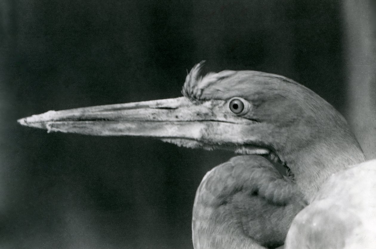 Ein Goliathreiher im Londoner Zoo im Jahr 1924 von Frederick William Bond