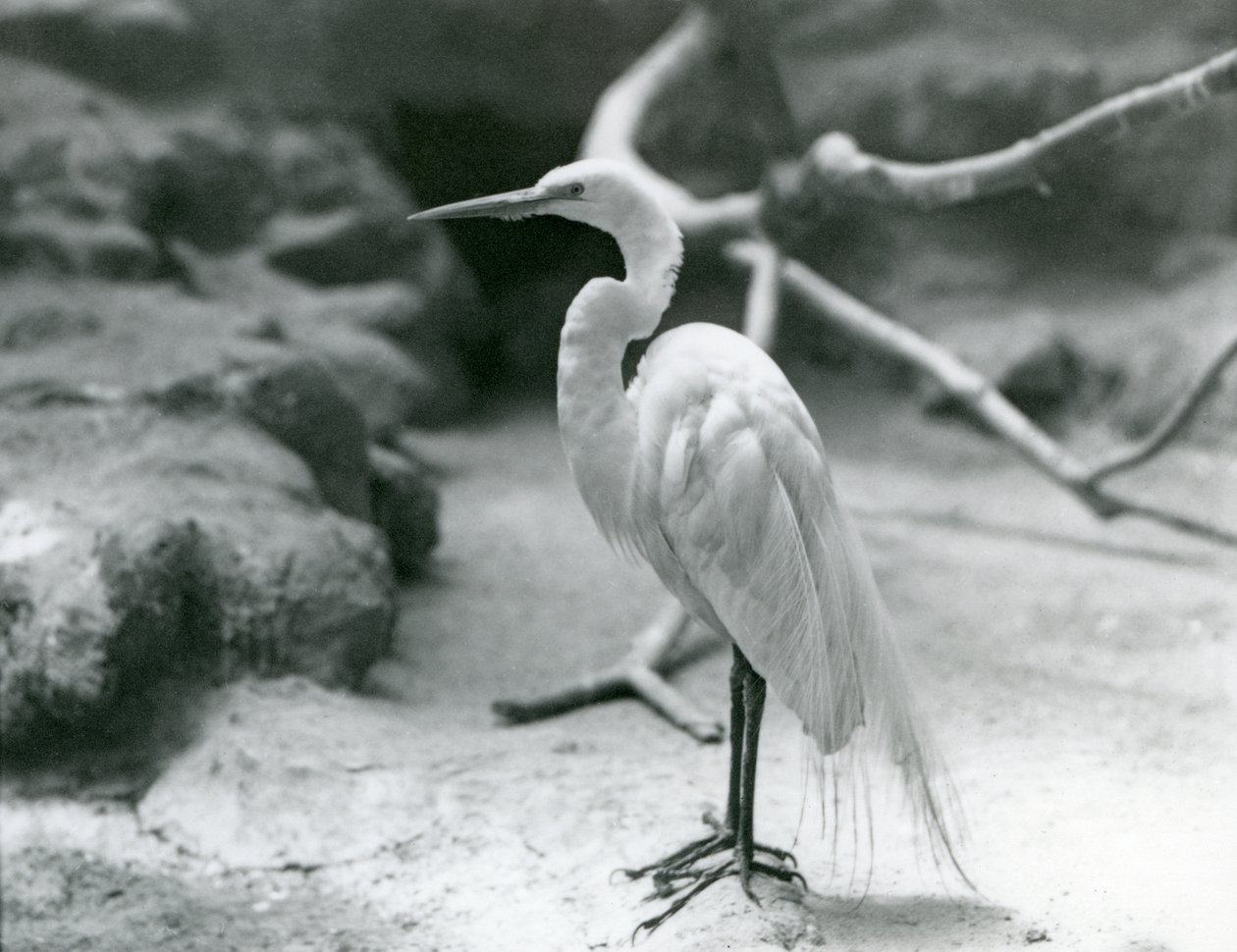 Ein Großer Silberreiher oder Großer Weißer Reiher im Brutkleid, stehend auf dem Boden seines Geheges im London Zoo, Juni 1928 von Frederick William Bond