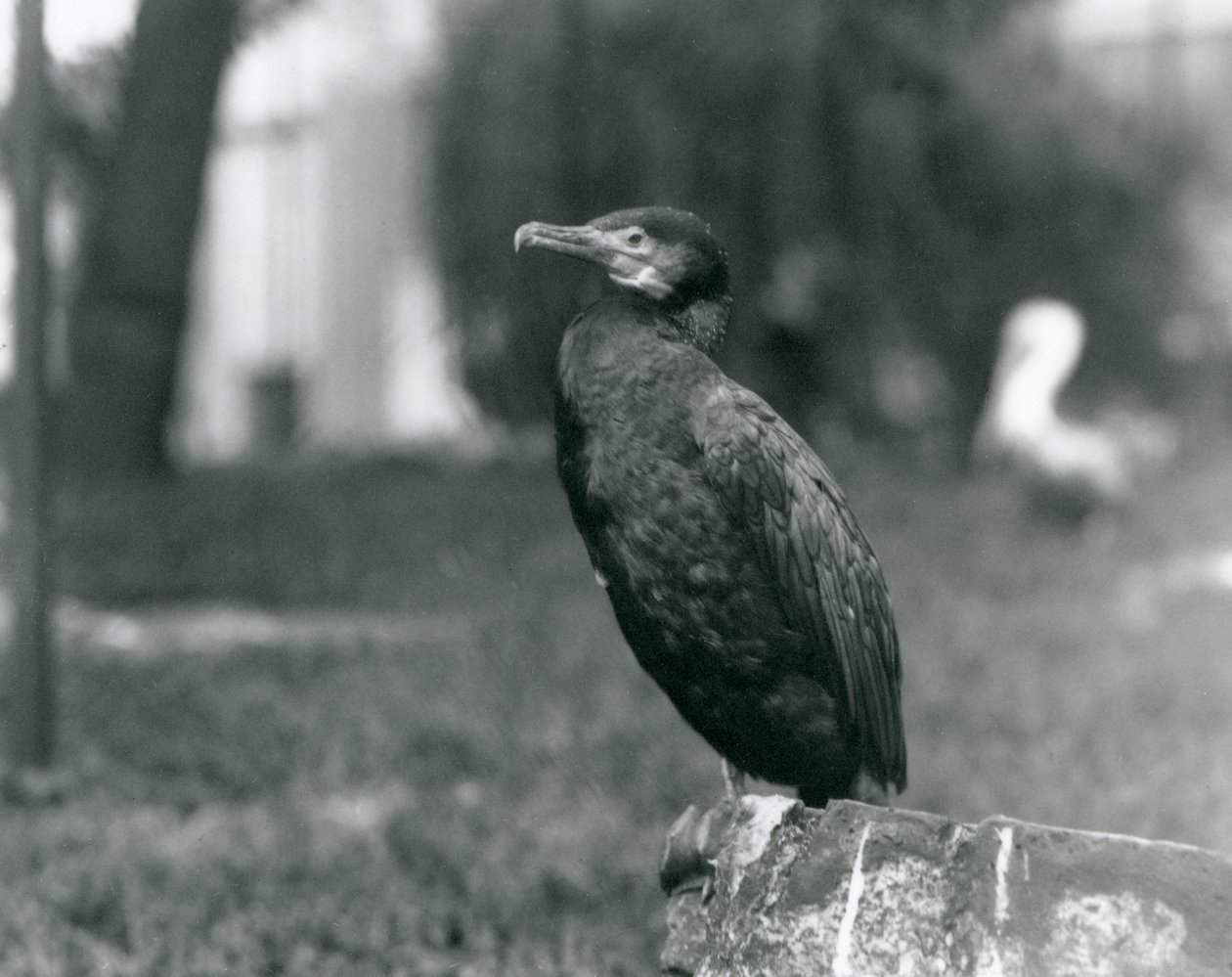 Ein Kormoran im Londoner Zoo, September 1927 von Frederick William Bond