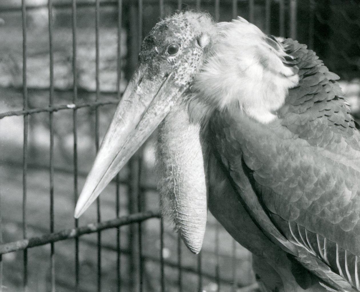 Ein großer Adjutant-Storch im Londoner Zoo im Juli 1925 von Frederick William Bond