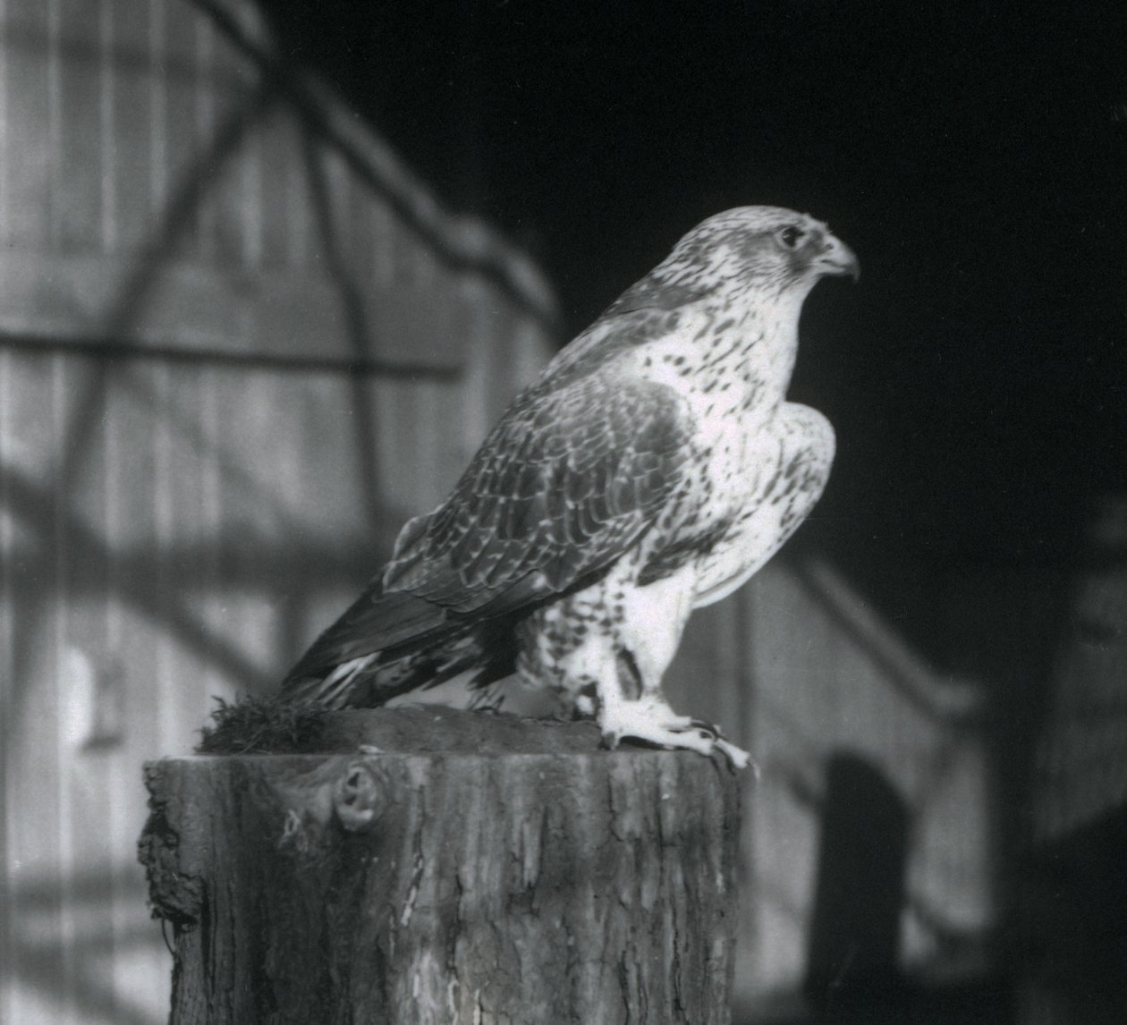 Ein Gerfalke, der auf einem Baumstamm ruht, London Zoo, Dezember 1925 von Frederick William Bond
