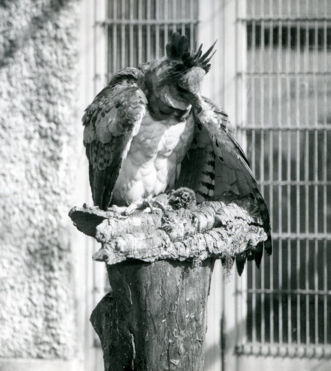 Ein Harpyienadler im Londoner Zoo, April 1914 von Frederick William Bond
