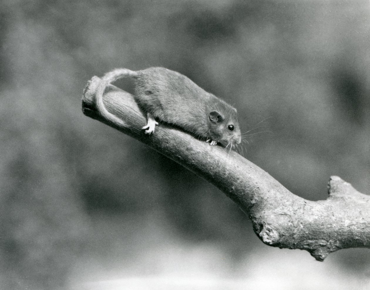 Eine Haselmaus auf einem Ast, London Zoo von Frederick William Bond