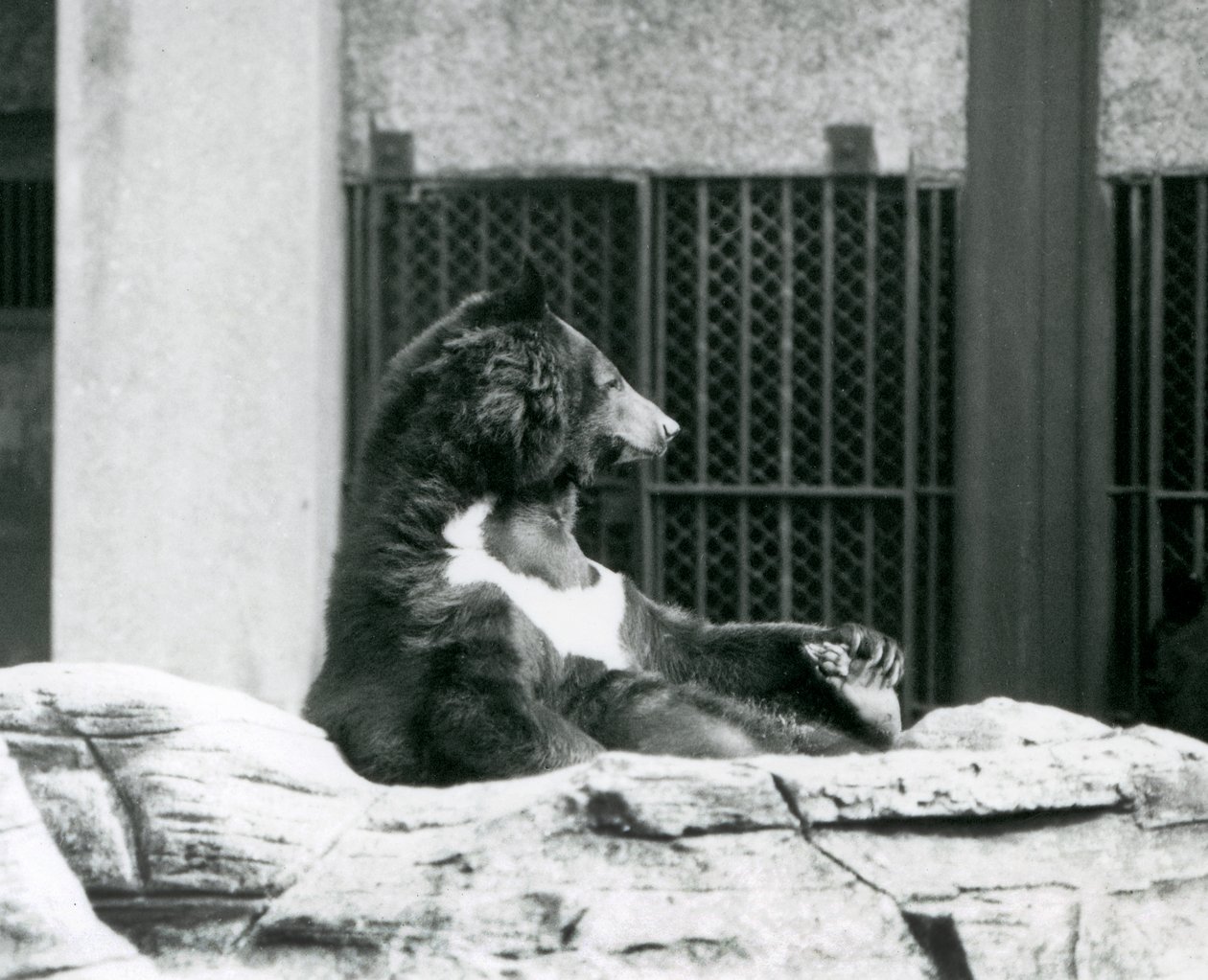 Ein Himalaya-Schwarzbär sitzt auf Felsen und hält seine Zehen, Londoner Zoo von Frederick William Bond