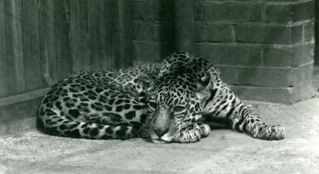 Ein Jaguar ruht im Londoner Zoo im Juni 1924 von Frederick William Bond