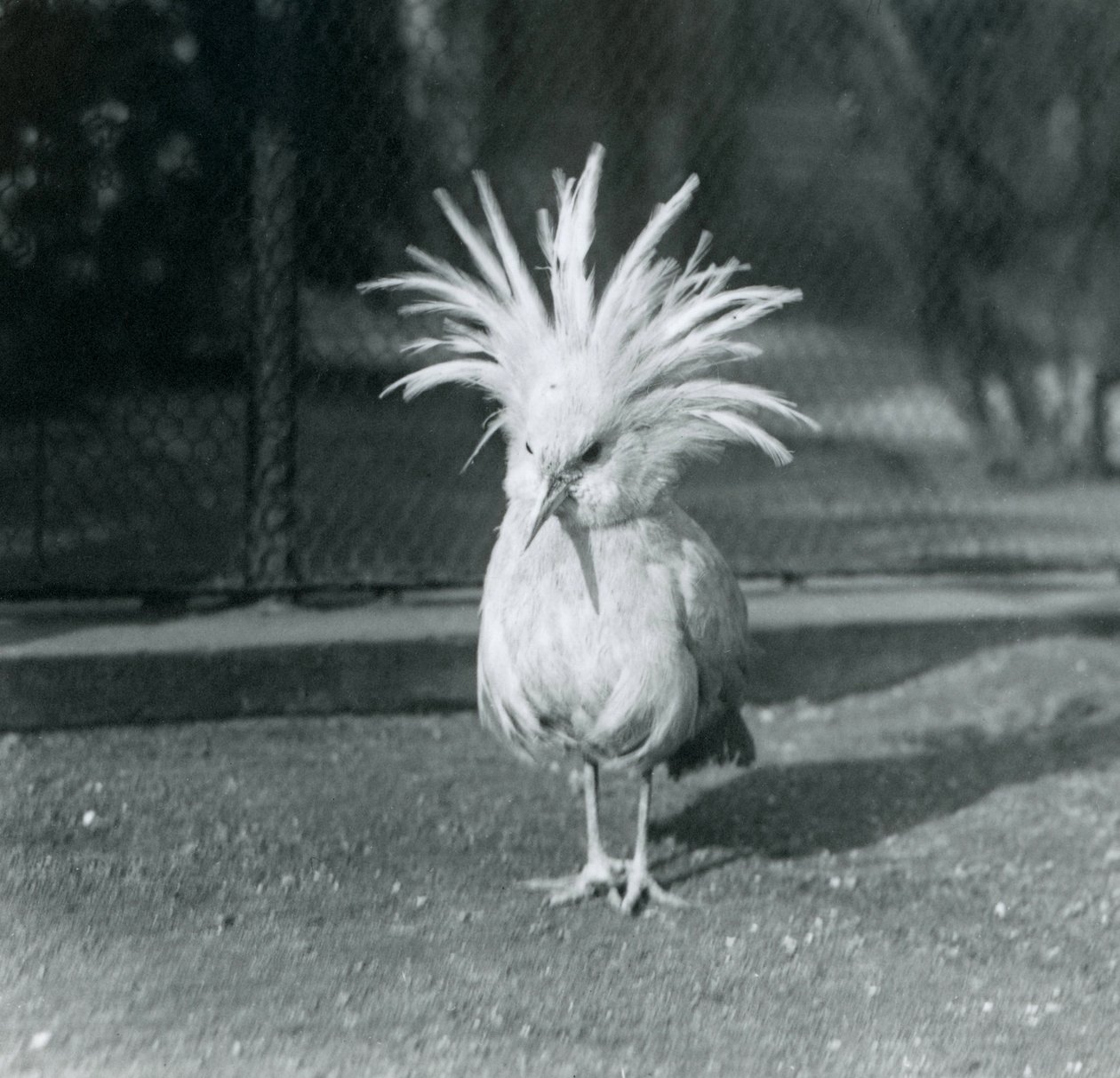 Ein Kagu oder Cagu zeigt seine Kammfedern im Londoner Zoo, Juni 1921 von Frederick William Bond