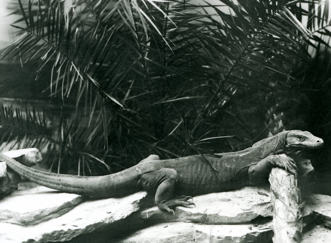 Ein Komodowaran, ruhend mit Hals und Vorderbeinen an einem Baumstamm im Londoner Zoo im Juni 1927 von Frederick William Bond