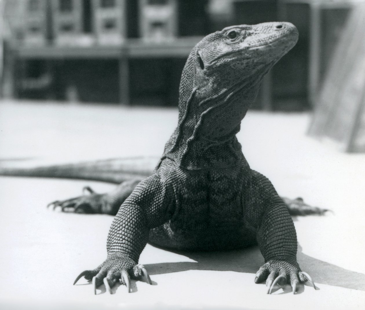 Ein Komodowaran im Londoner Zoo, August 1928 von Frederick William Bond