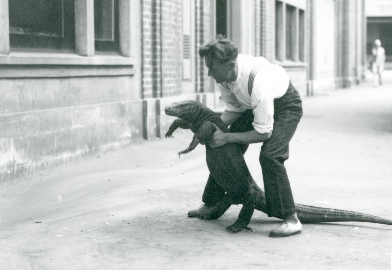 Ein Komodowaran, der von einem Pfleger im Londoner Zoo im August 1928 auf seine Hinterbeine gehalten wird von Frederick William Bond