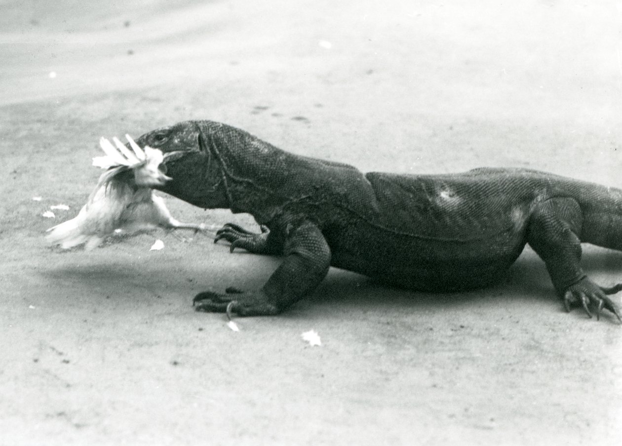 Ein Komodowaran, der ein Huhn frisst, Londoner Zoo von Frederick William Bond