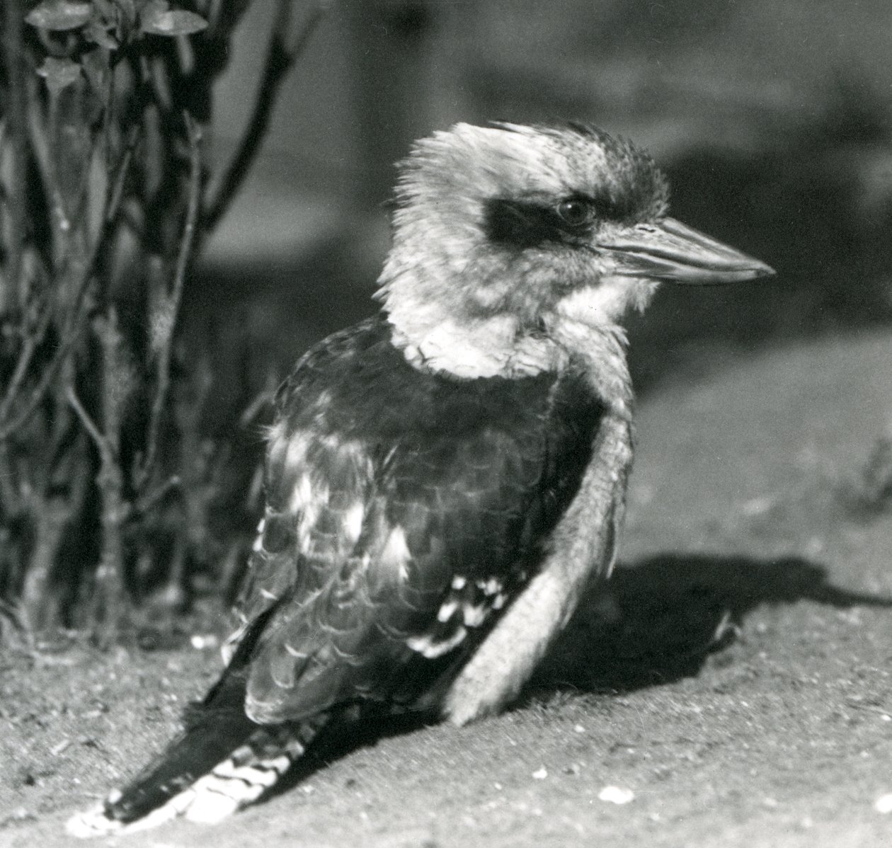 Ein lachender Kookaburra im Londoner Zoo im April 1925 von Frederick William Bond