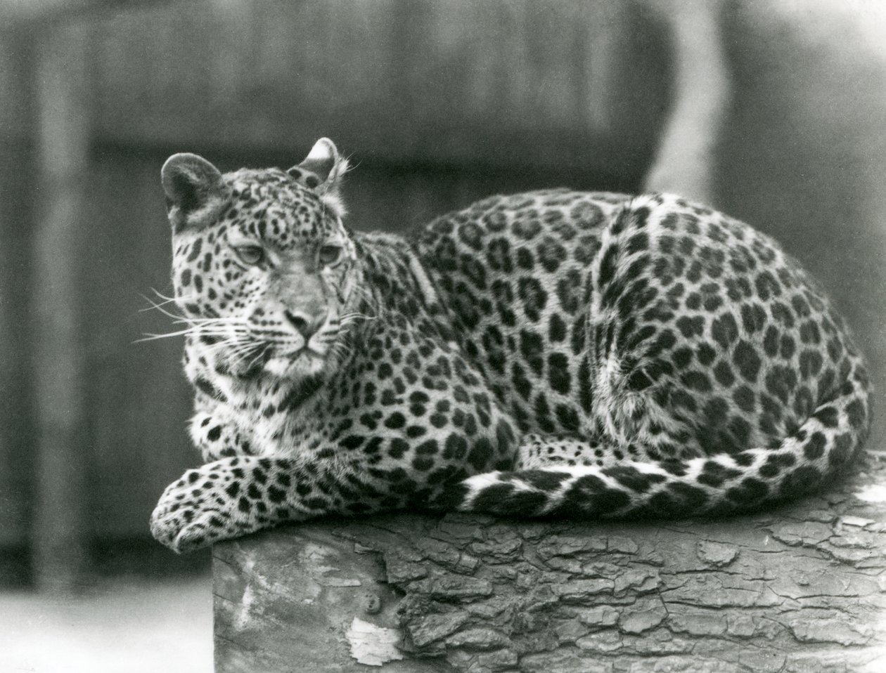 Ein Leopard ruht auf einem Baumstamm im Londoner Zoo im Jahr 1929 von Frederick William Bond