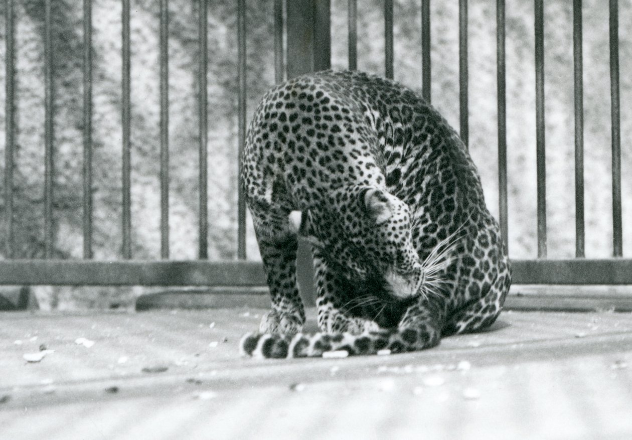 Ein Leopard sitzt in seinem Gehege und putzt sein Bein, Londoner Zoo, 1927 von Frederick William Bond