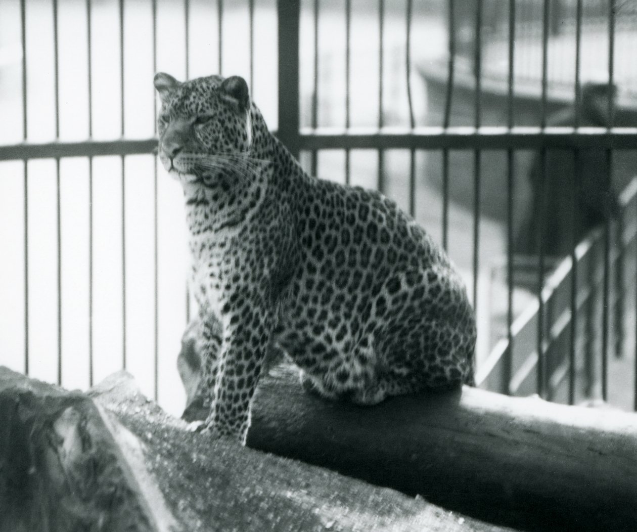 Ein Leopard sitzt auf einem Baumstamm in seinem Gehege im Londoner Zoo, September 1925 von Frederick William Bond