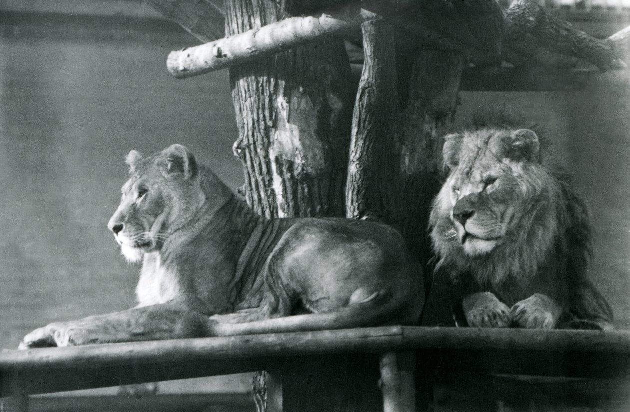 Ein Löwe und eine Löwin ruhen auf einer hohen Plattform in ihrem Gehege, London Zoo 1929 von Frederick William Bond