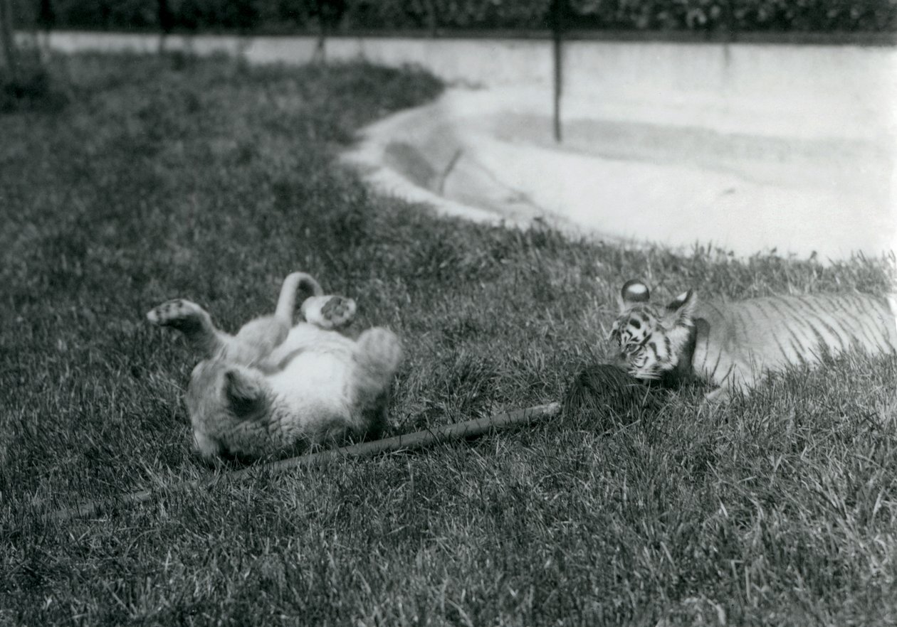 Ein Löwen- und ein Tigerjunges spielen mit einem Mopp auf dem Gras neben einem Pool, Londoner Zoo, September 1925 von Frederick William Bond