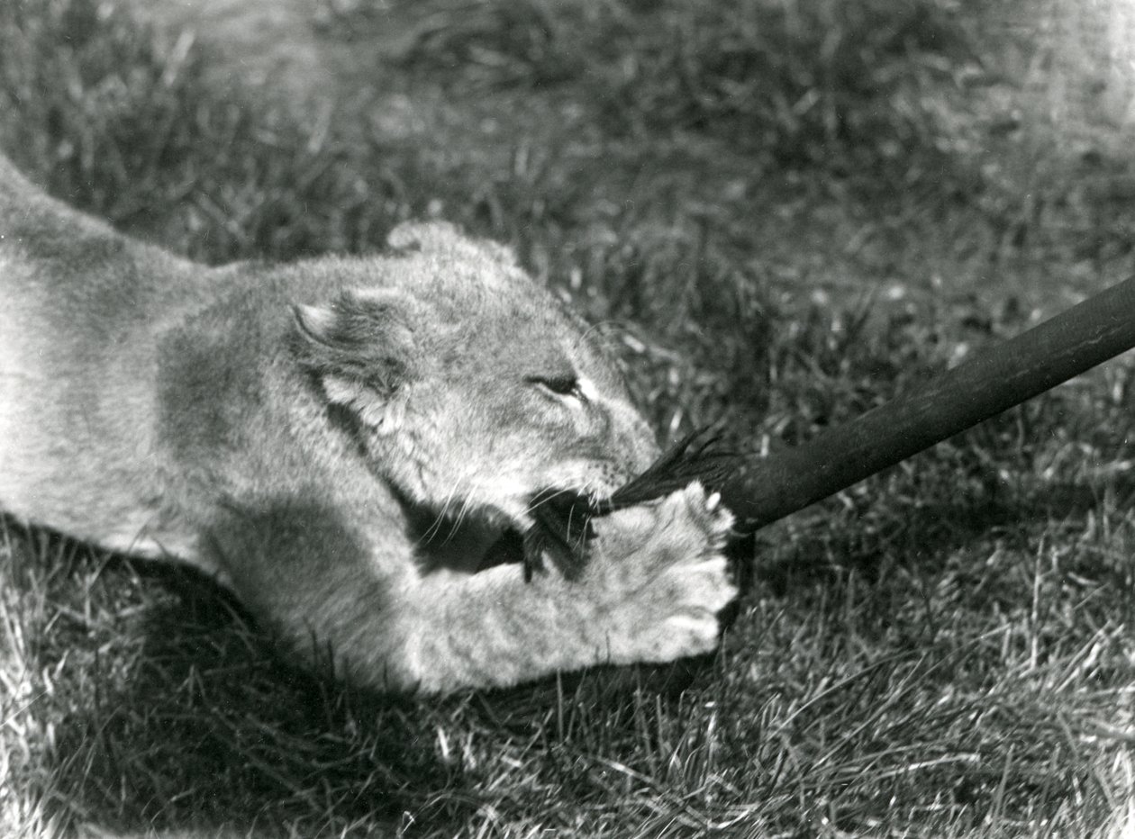 Ein Löwenjunges spielt mit einem Mopp, den sein Pfleger hält, auf dem Gras vor seinem Gehege, Londoner Zoo, September 1925 von Frederick William Bond