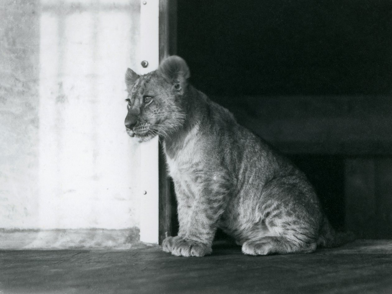 Ein Löwenjunges sitzt auf dem Boden im Londoner Zoo im Jahr 1930 (s/w Foto) von Frederick William Bond
