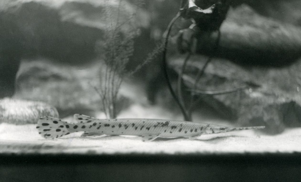 Ein Langnasenhecht oder Nadelhecht, Londoner Zoo, 1924 von Frederick William Bond