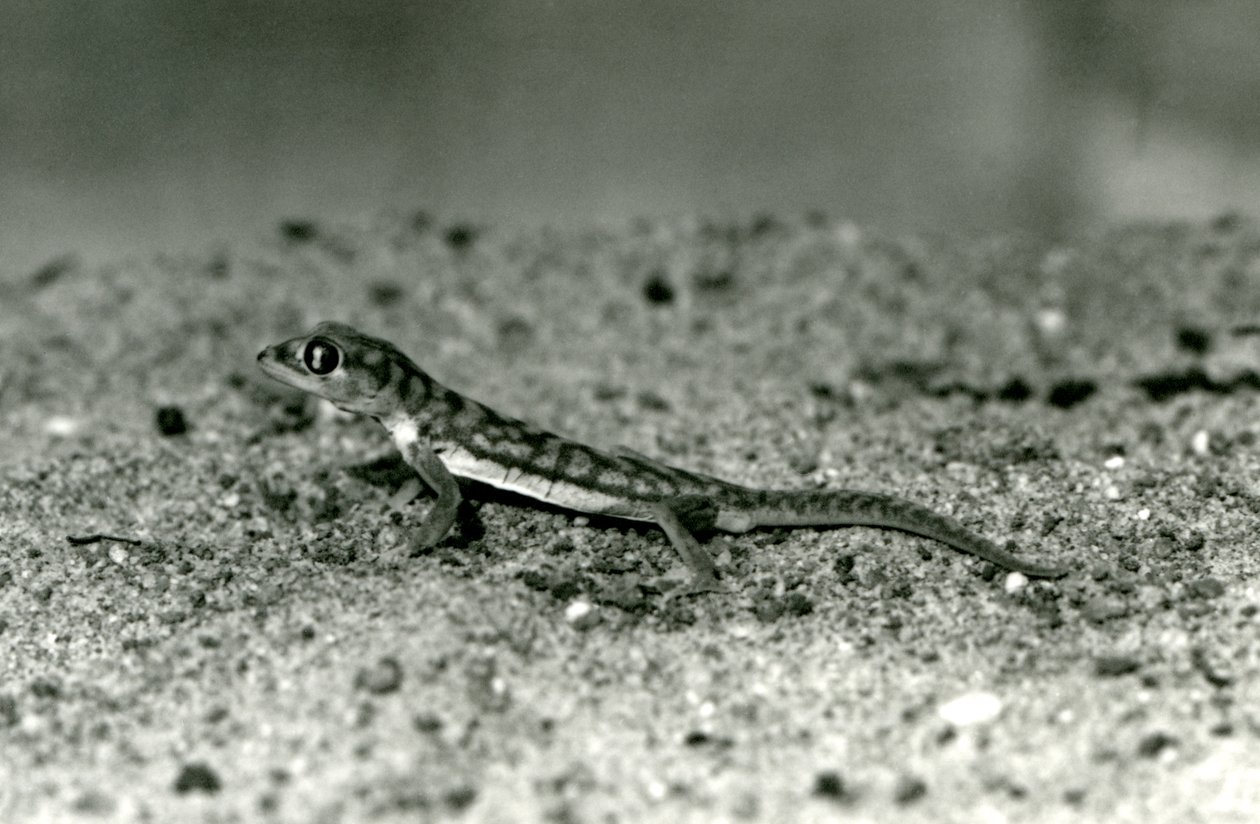 Ein Namib-Sandgecko/Web-Fußgecko, der auf Sand steht, London Zoo, September 1928 von Frederick William Bond