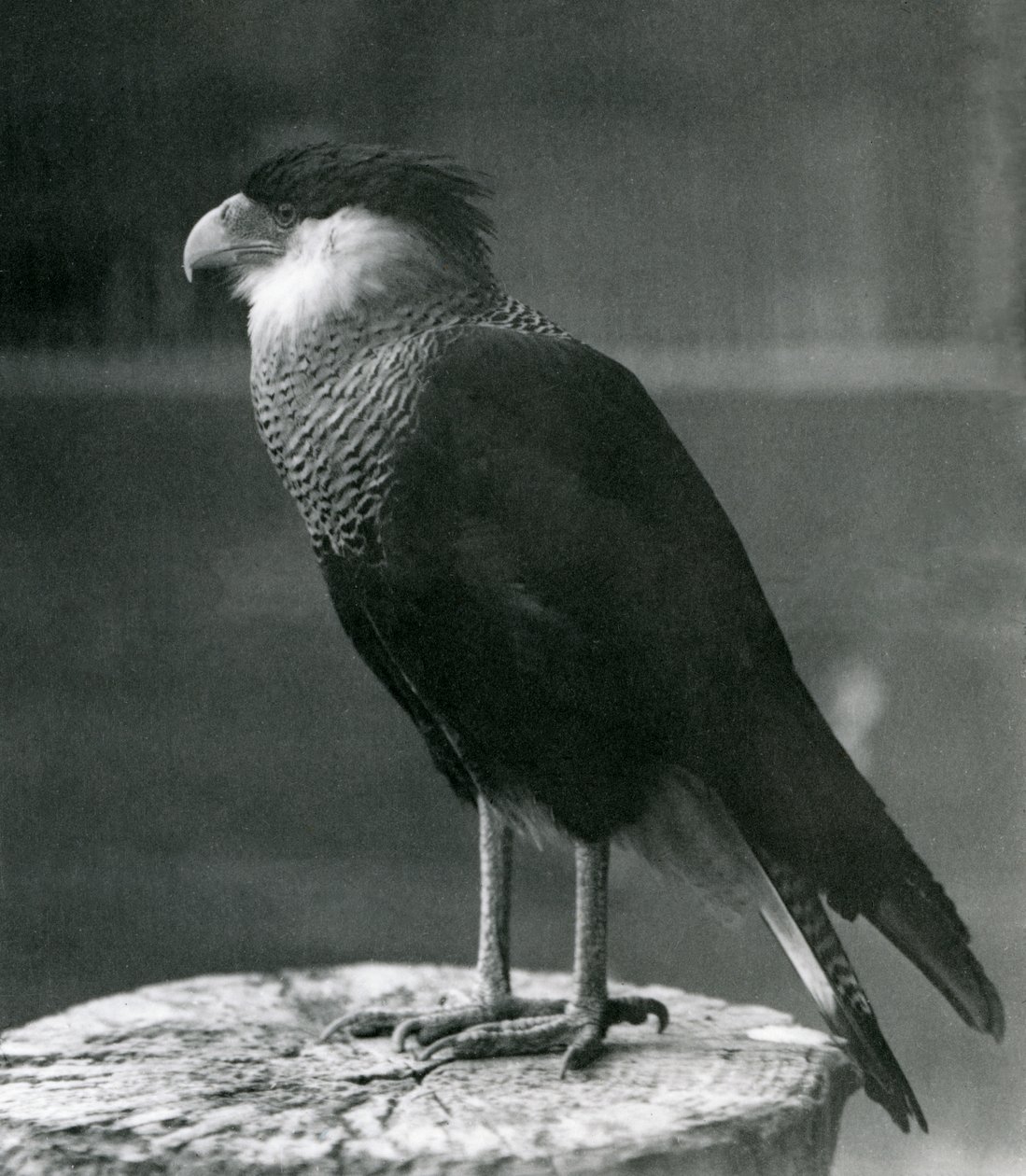 Ein nördlicher Kammkarakara im Londoner Zoo, vor 1930 von Frederick William Bond