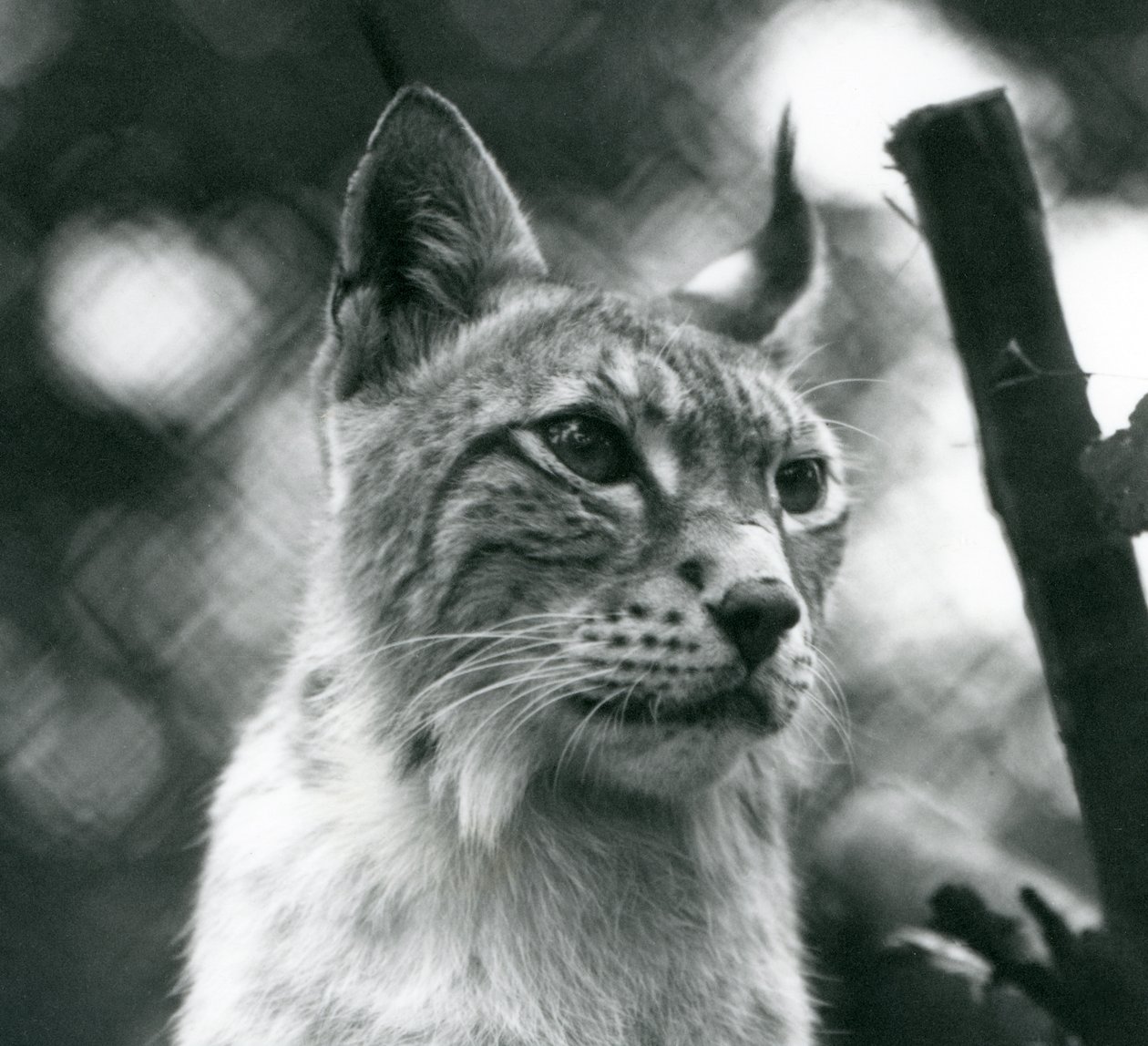 Ein Nordluchs im London Zoo, Juli 1925 von Frederick William Bond