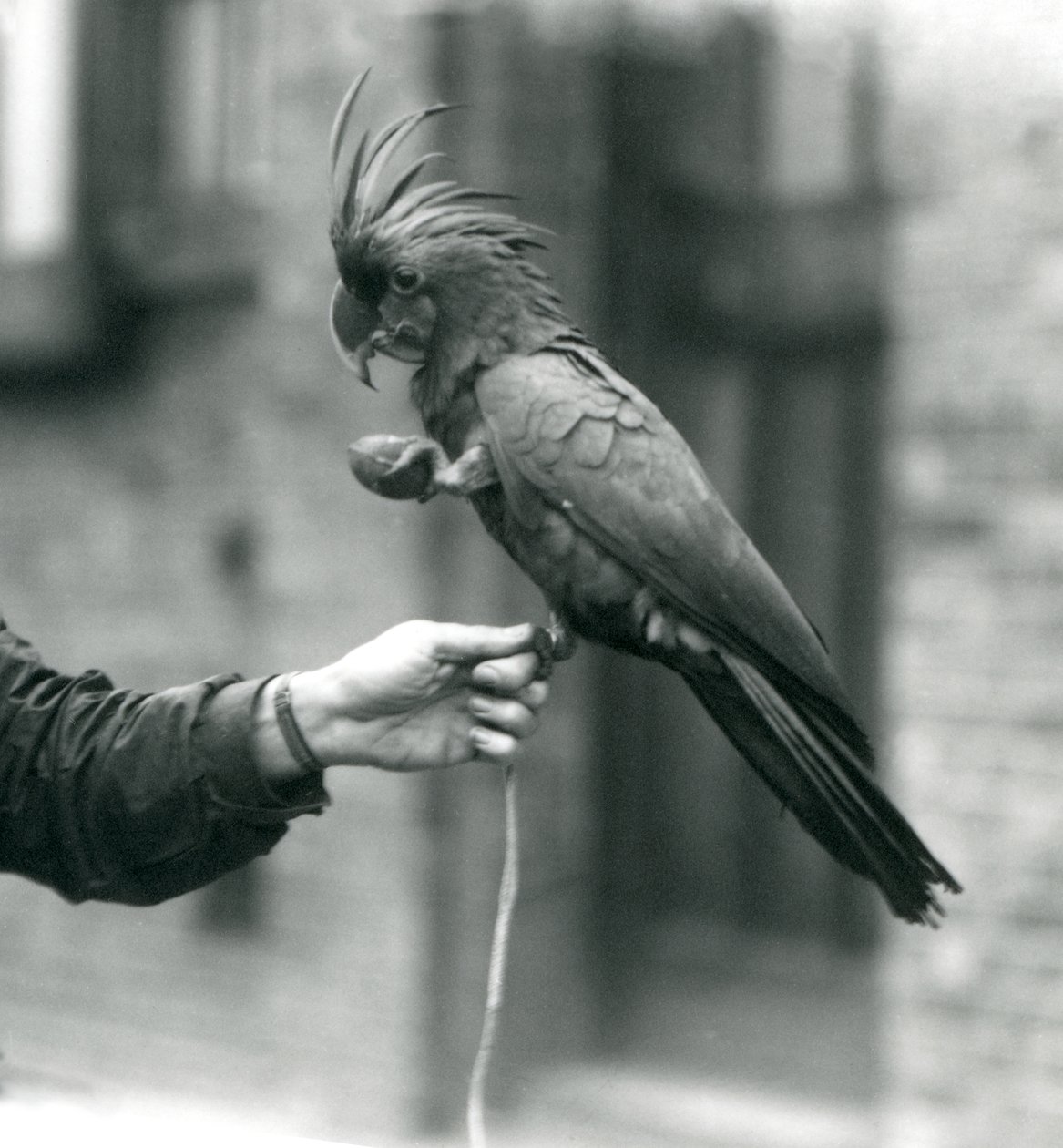 Ein Palm-Goliath-Großer Schwarzer Kakadu hält sich mit einem Fuß am Finger eines Wärters fest und hält mit dem anderen einen eiförmigen Leckerbissen, Londoner Zoo, September 1927 von Frederick William Bond