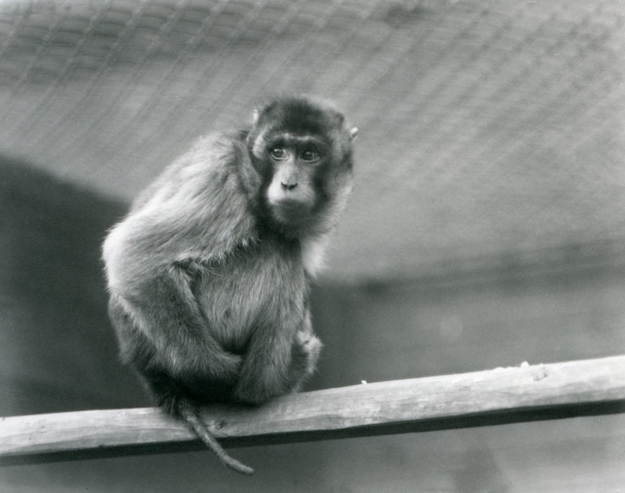 Ein Schweinsaffen-Makak, der auf einem Ast in seinem Gehege im Londoner Zoo sitzt von Frederick William Bond