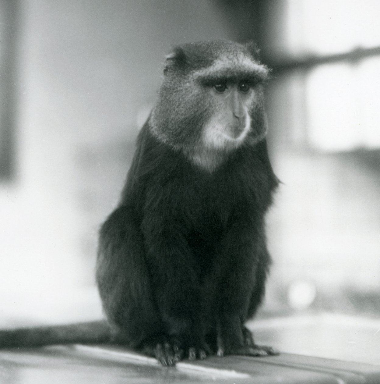 Ein Plutoaffe oder Blauer Affe, sitzend auf einer Bank, London Zoo von Frederick William Bond