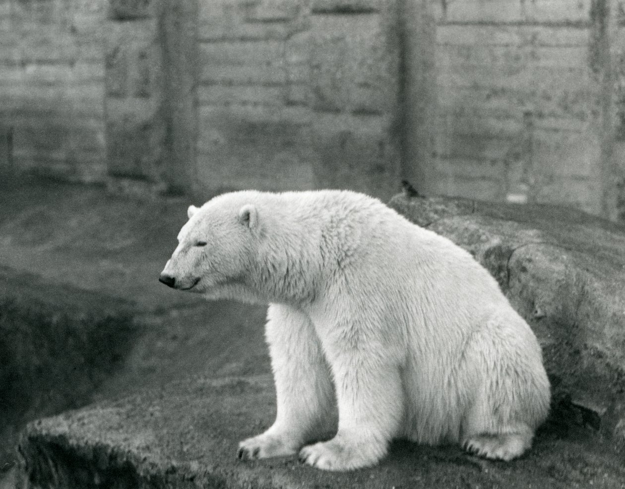 Ein Eisbär sitzt auf einem felsigen Vorsprung im Londoner Zoo im September 1927 von Frederick William Bond