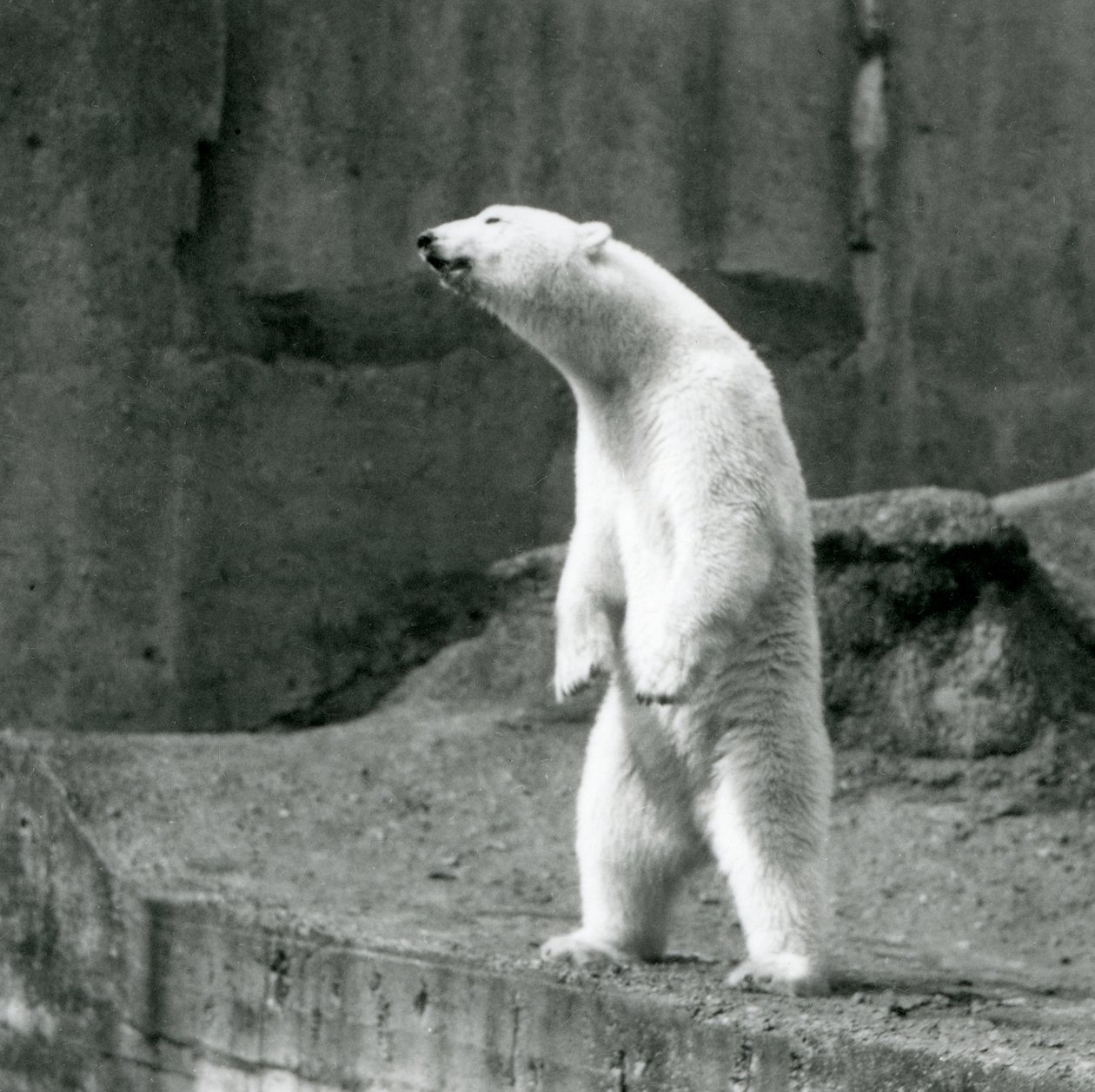 Ein Eisbär steht aufrecht auf seinen Hinterbeinen am Rand seines Geheges auf den Mappin Terrassen, Londoner Zoo von Frederick William Bond