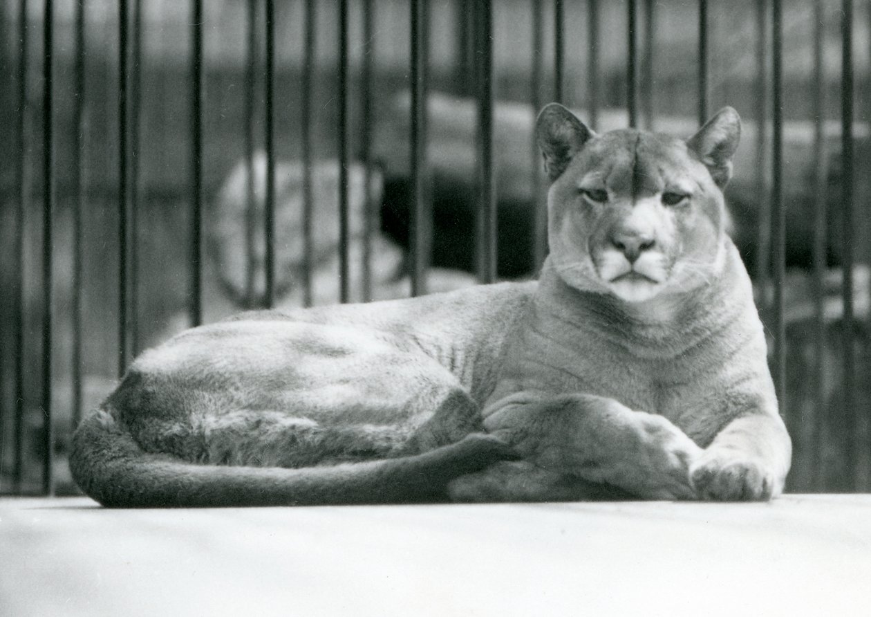 Ein Puma/Berglöwe liegt in seinem Gehege im Londoner Zoo im Juni 1925 von Frederick William Bond