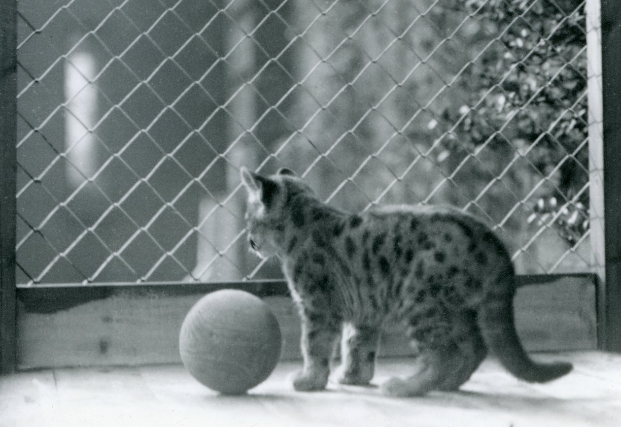 Ein Puma-Junges mit einem Ball schaut aus seinem Gehege, London Zoo, 1923 von Frederick William Bond