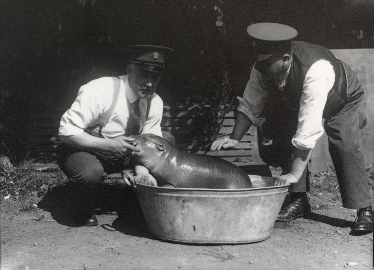 Ein Zwergflusspferd beim Einweichen im ZSL London Zoo, August 1928 von Frederick William Bond