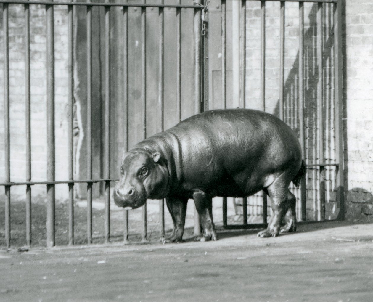 Ein Zwergflusspferd im Londoner Zoo im Jahr 1927 von Frederick William Bond