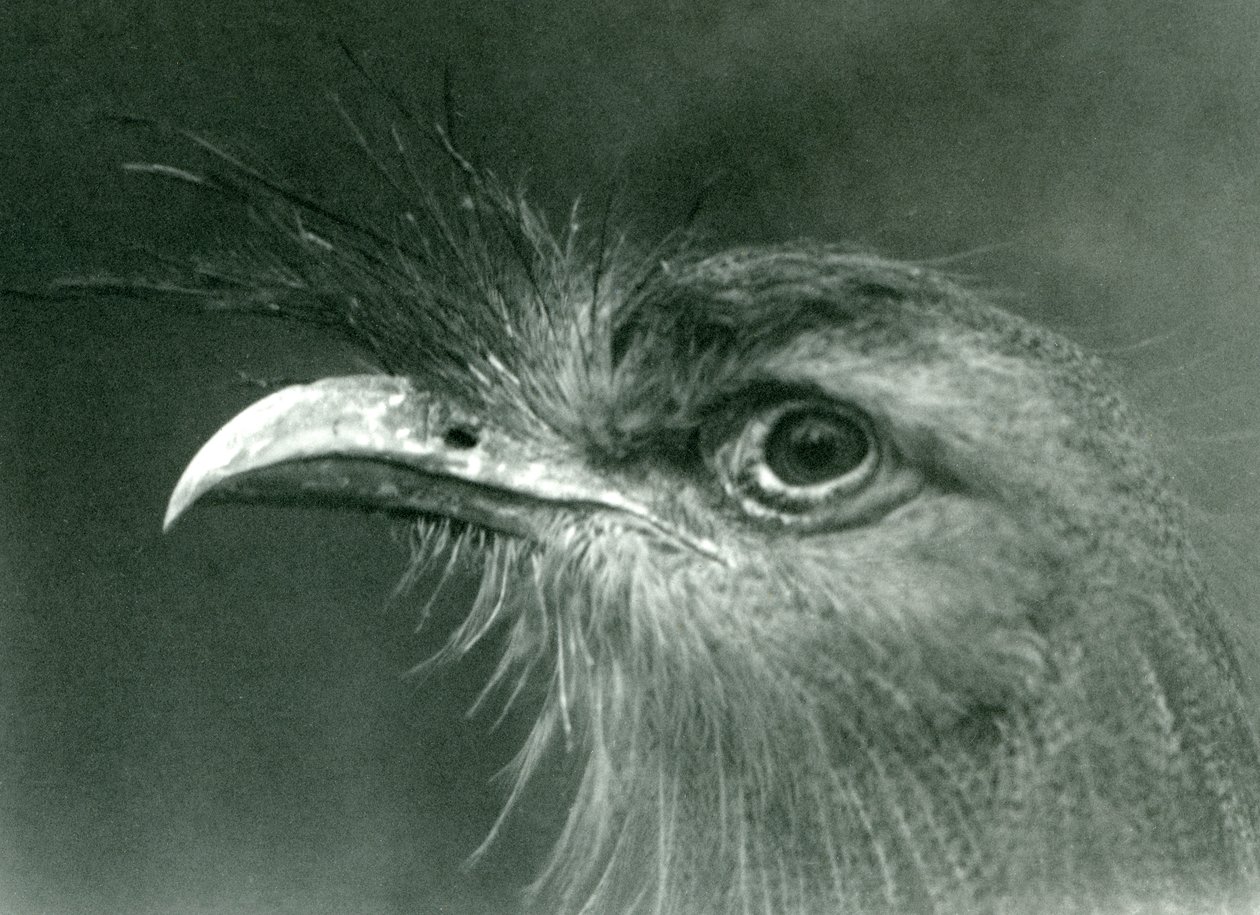 Ein Rotbeinseriem im London Zoo, 1924 von Frederick William Bond