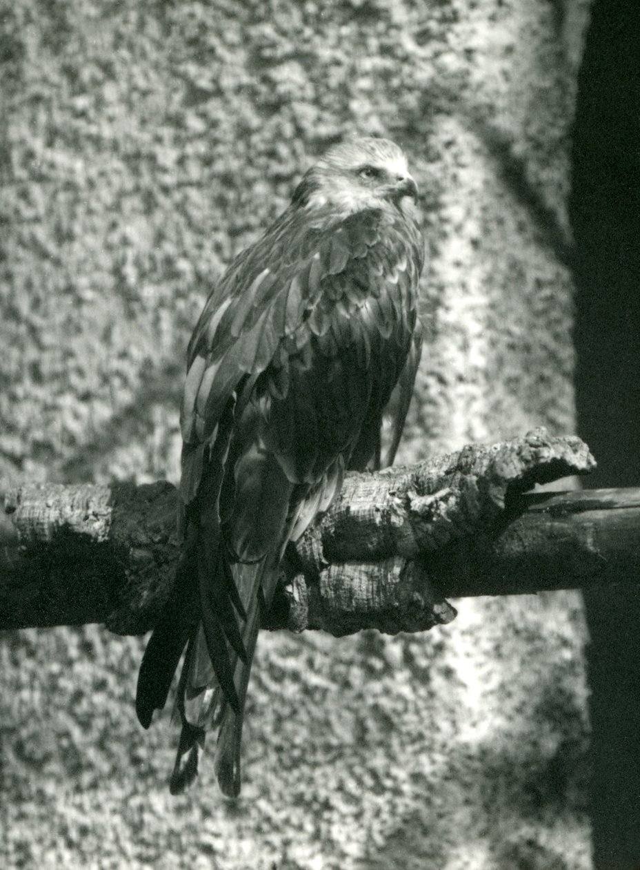 Ein Rotmilan sitzt auf einem Ast im London Zoo im Jahr 1924 von Frederick William Bond