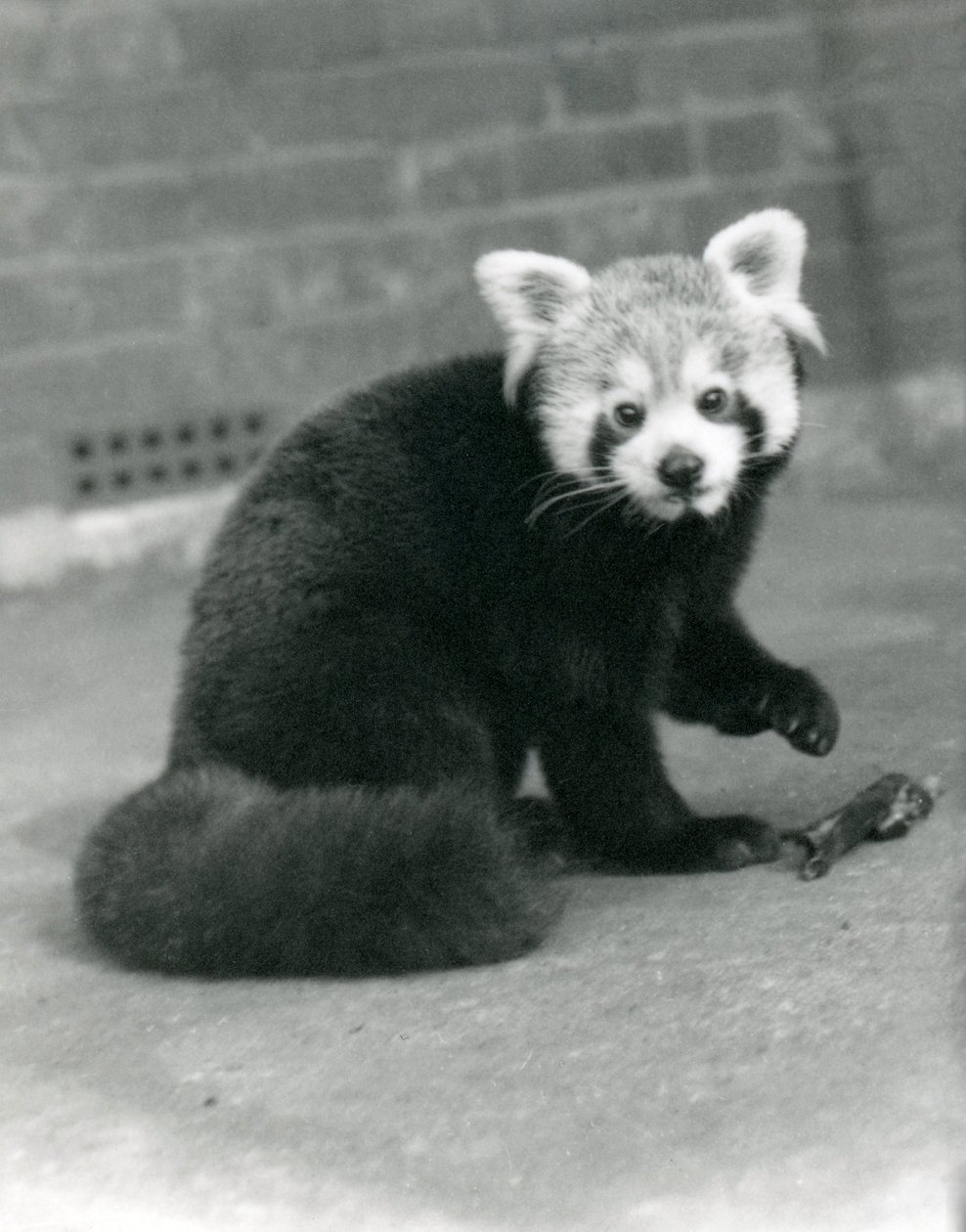 Ein Roter Panda im Londoner Zoo, 1917 von Frederick William Bond