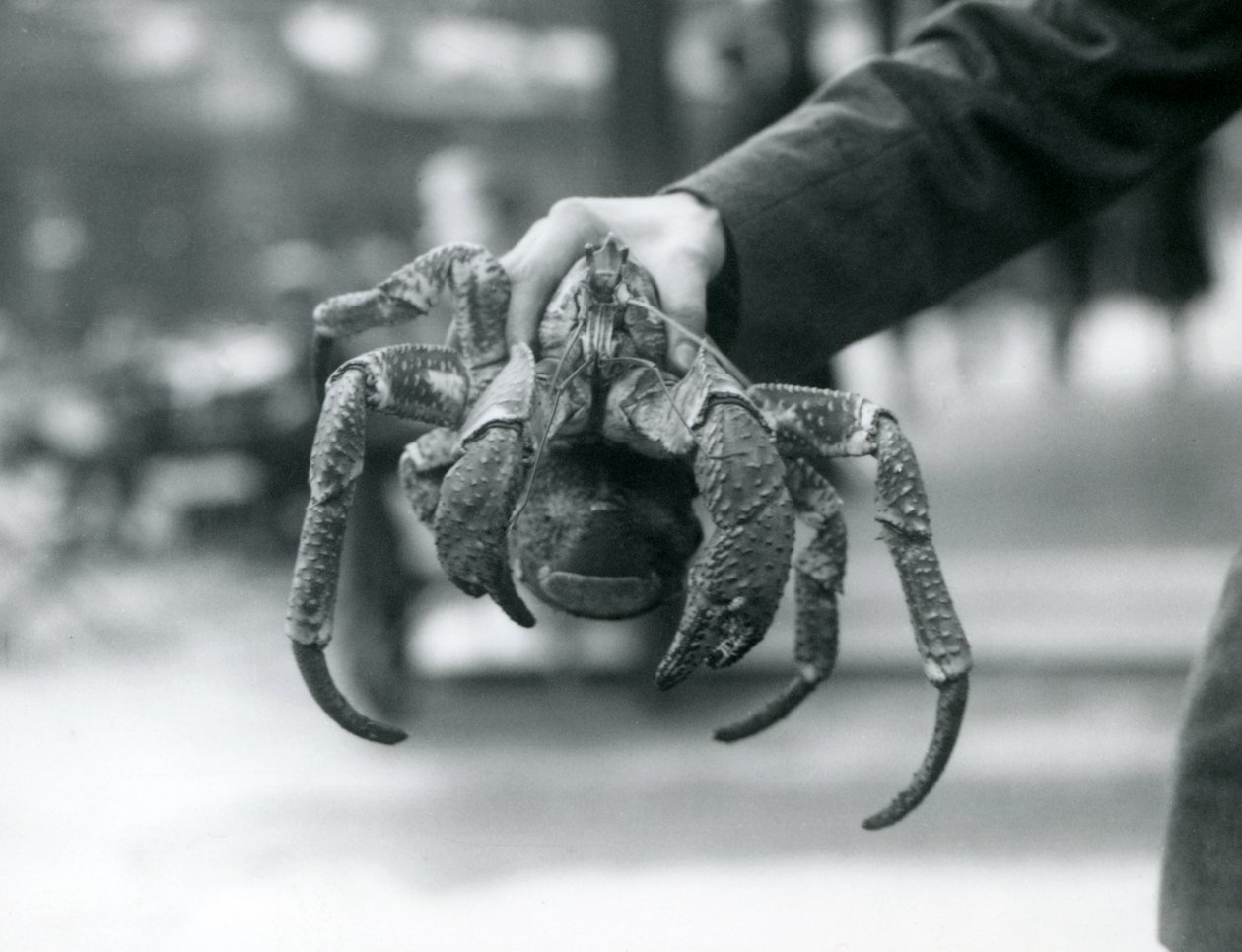 Ein Räuberkrabbe im Londoner Zoo, Juli 1927 von Frederick William Bond