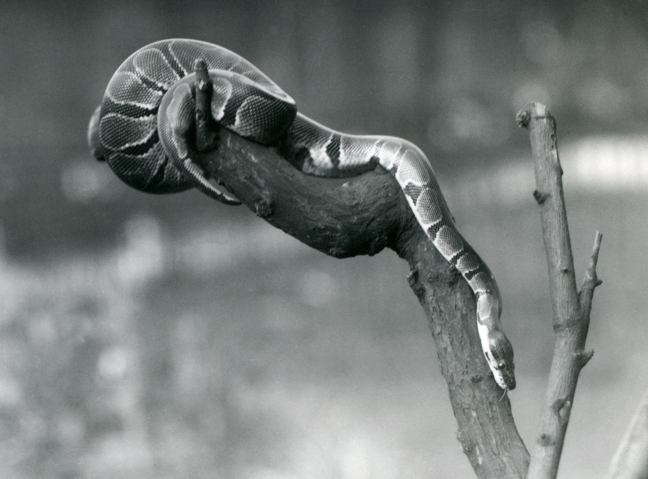 Eine Königspython, die im Oktober 1925 im Londoner Zoo einen Ast hinunterklettert von Frederick William Bond