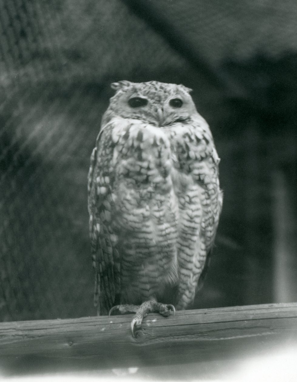 Ein Savigny-Pharaonen-Uhu auf einem Ast im Londoner Zoo, September 1925 von Frederick William Bond