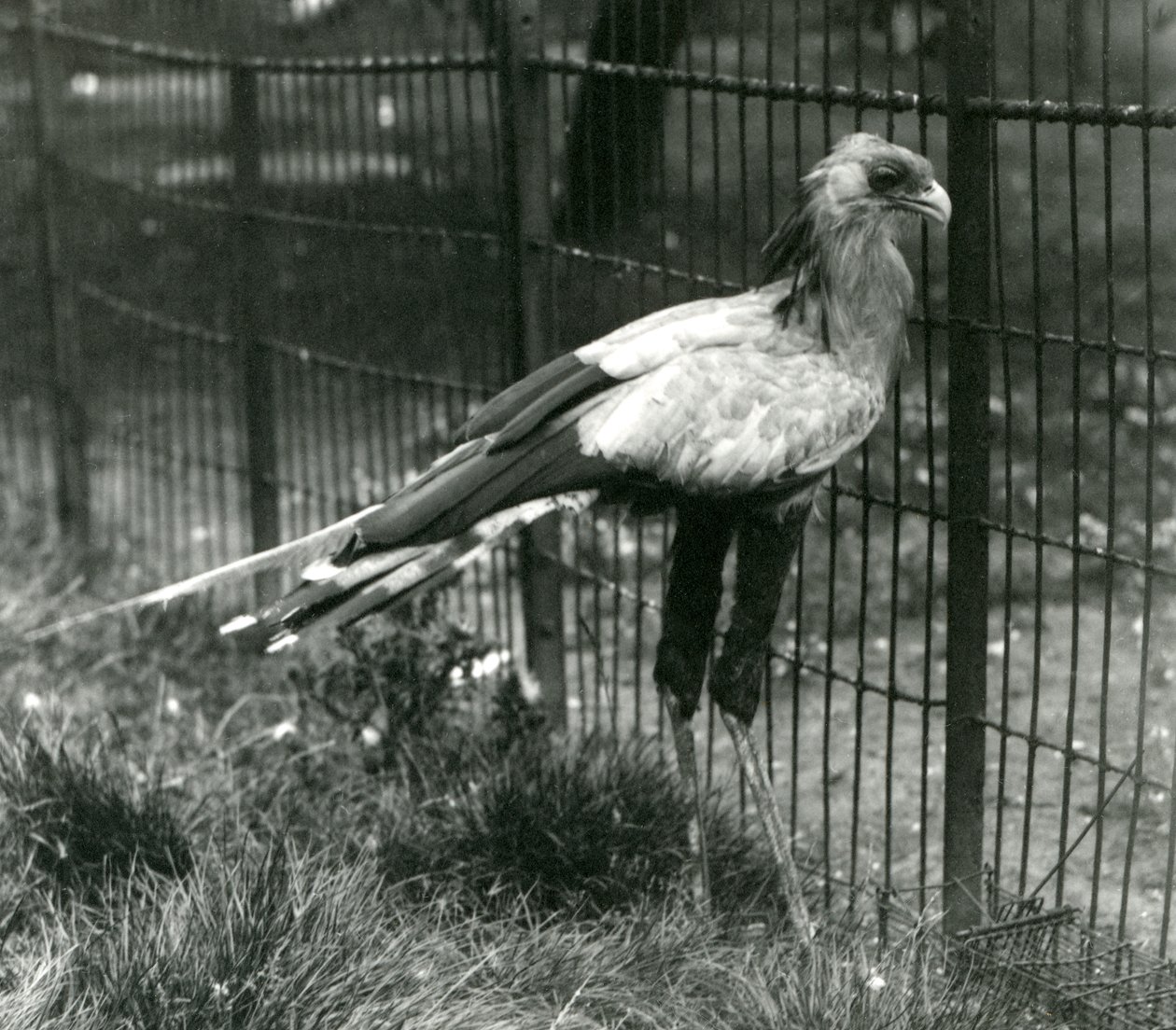 Ein Sekretärvogel im Londoner Zoo im September 1923 von Frederick William Bond