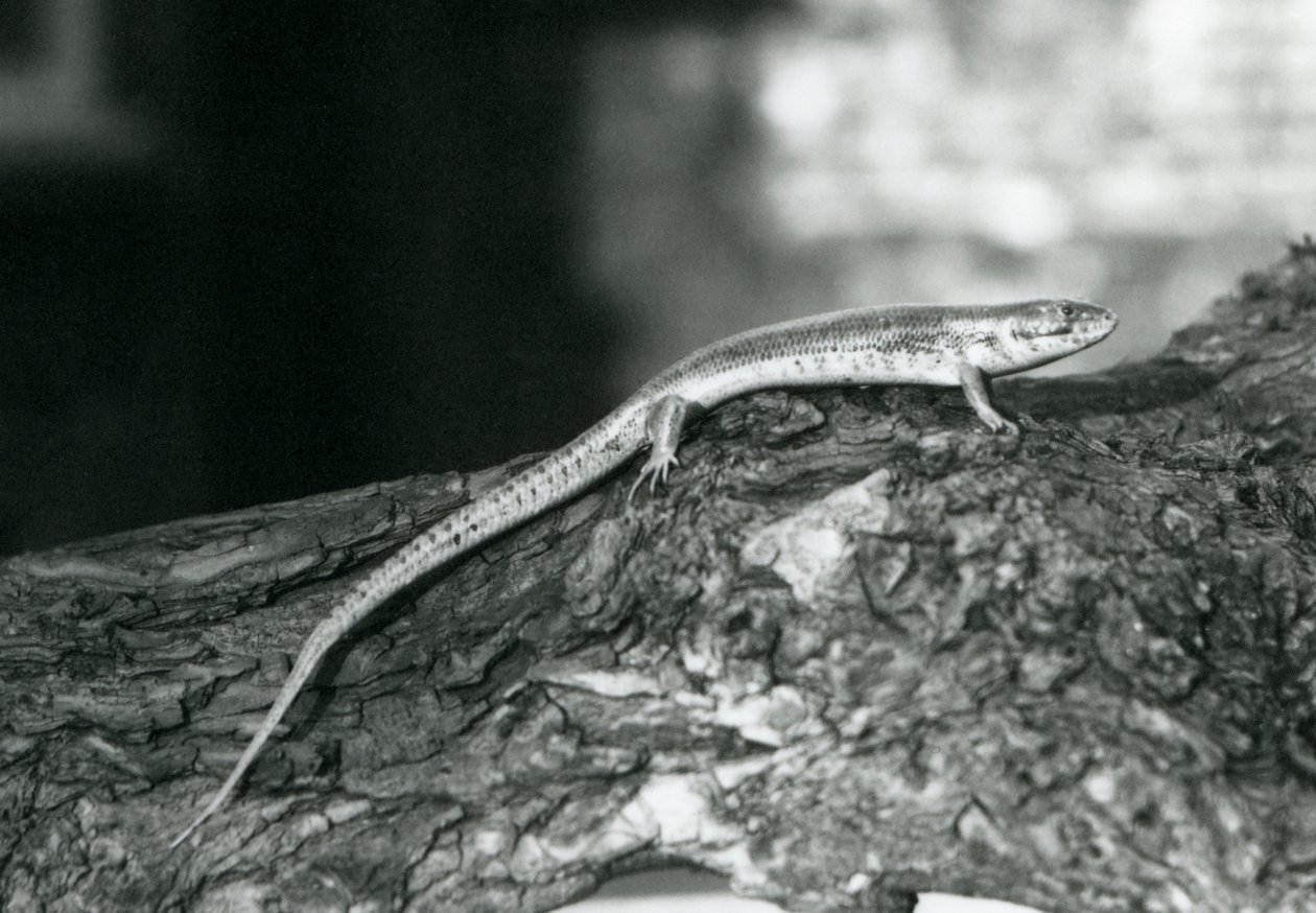 Ein Skink, der auf einem Baumstamm im Londoner Zoo ruht, 1929 (s/w Foto) von Frederick William Bond