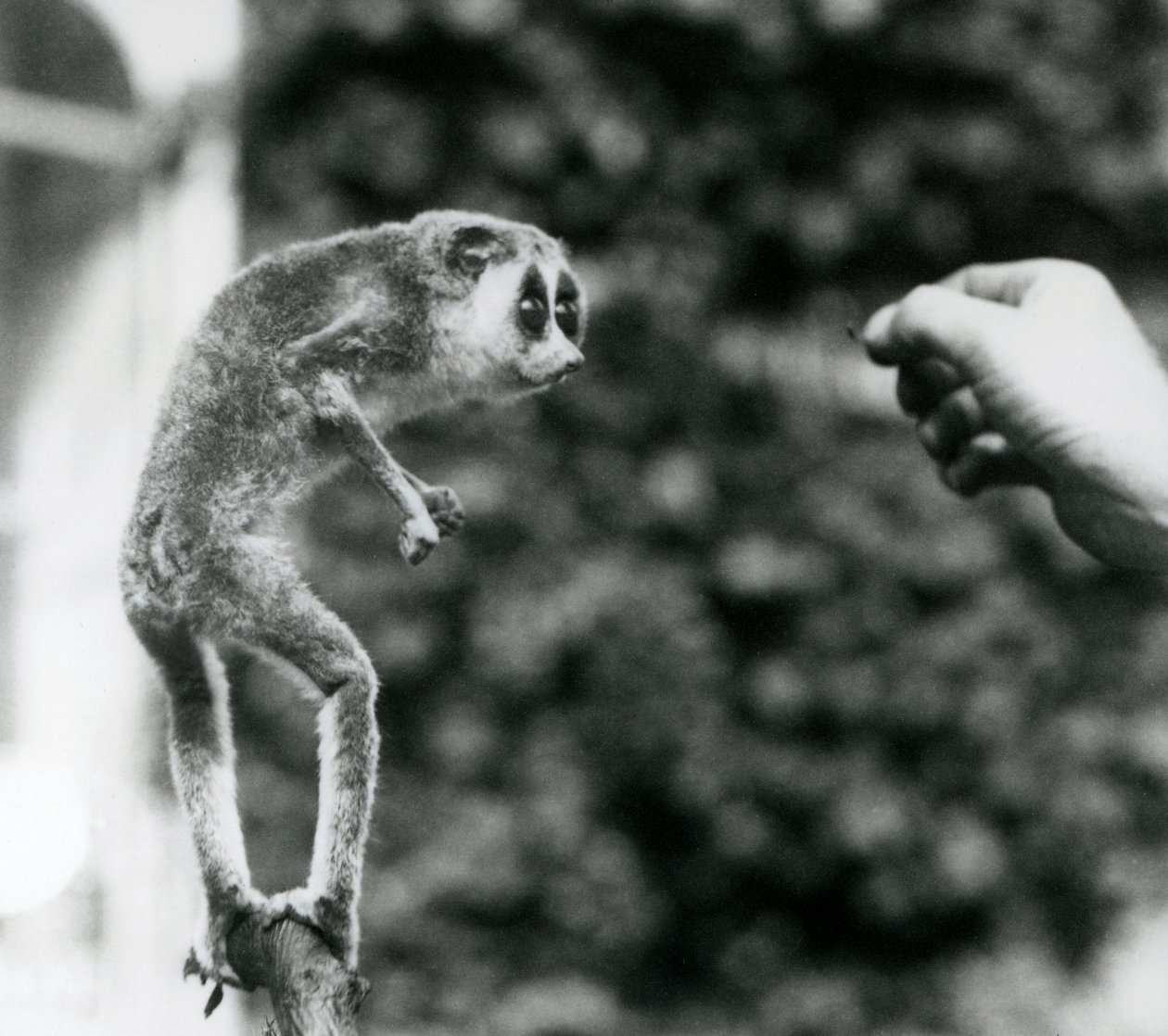 Ein Schlanker Loris, der auf einem Ast steht und die Hand eines Pflegers betrachtet, der ihm einen Mehlwurm anbietet, Londoner Zoo, August 1926 von Frederick William Bond