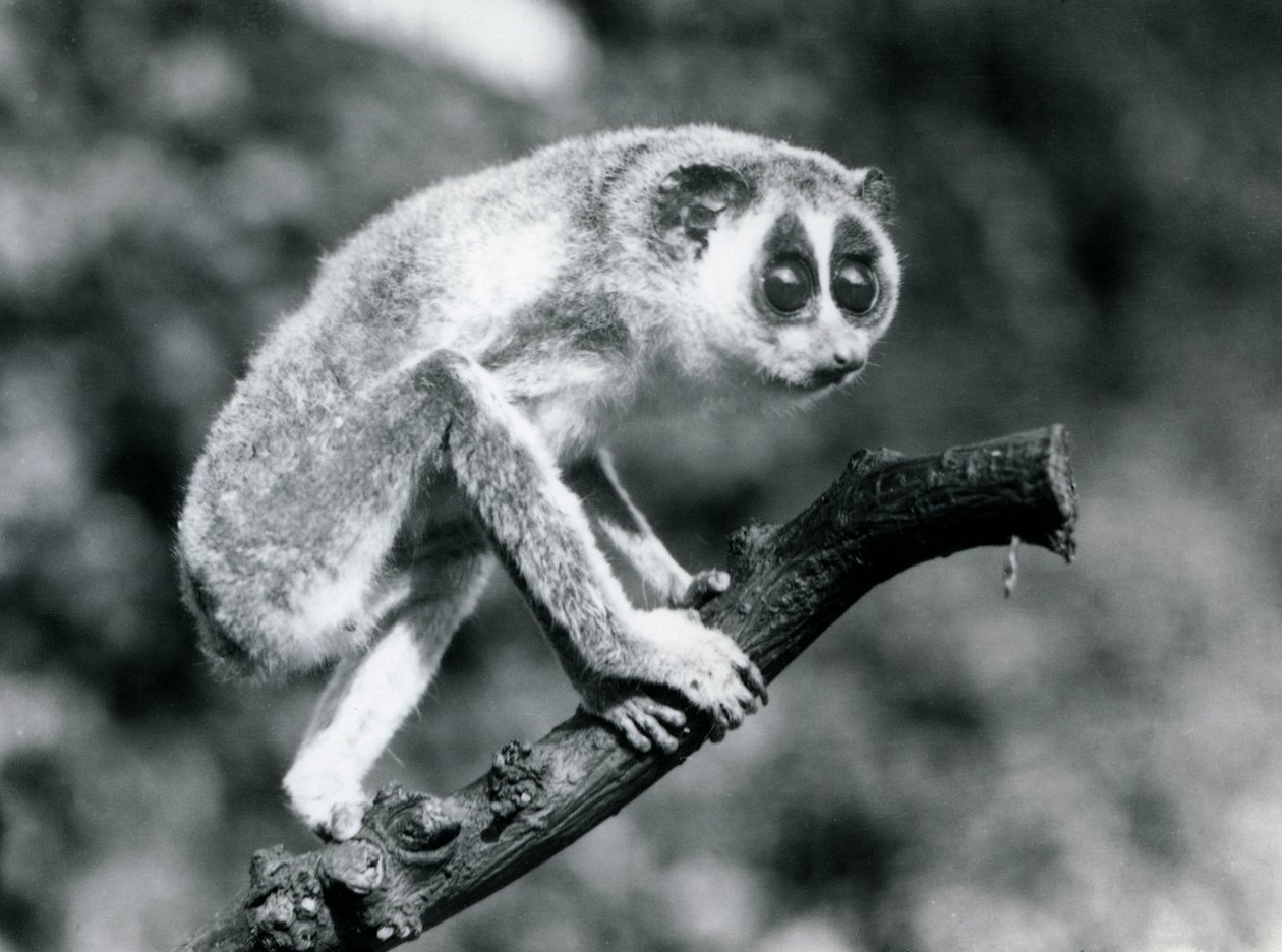 Ein Schlanker Loris geht auf einem Ast, Londoner Zoo, August 1926 von Frederick William Bond