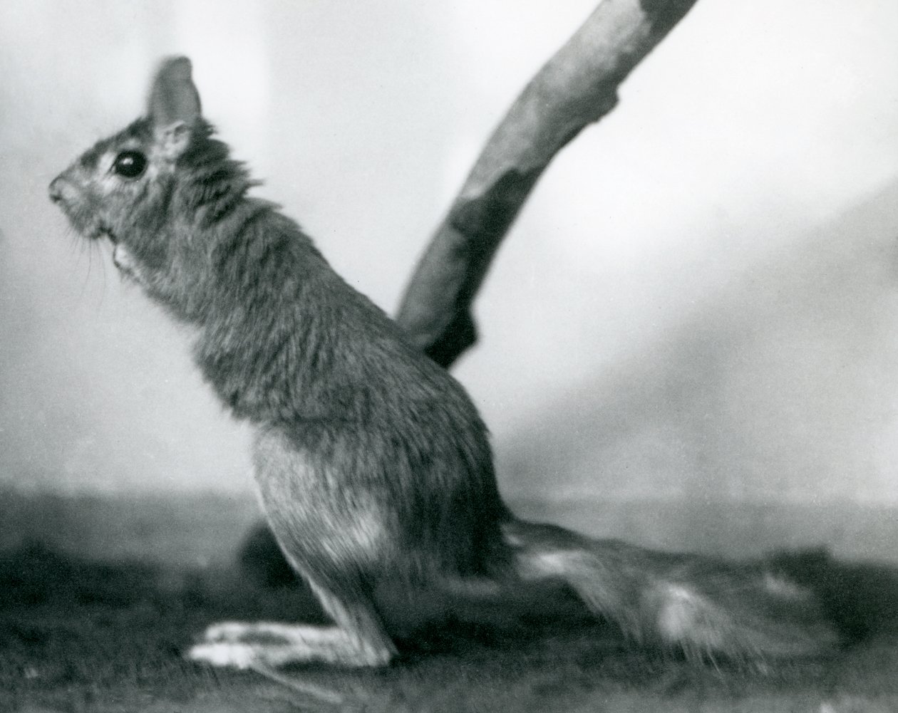 Ein südafrikanischer Springhase, der neben einem Ast in seinem Gehege sitzt, London Zoo, Dezember 1925 von Frederick William Bond