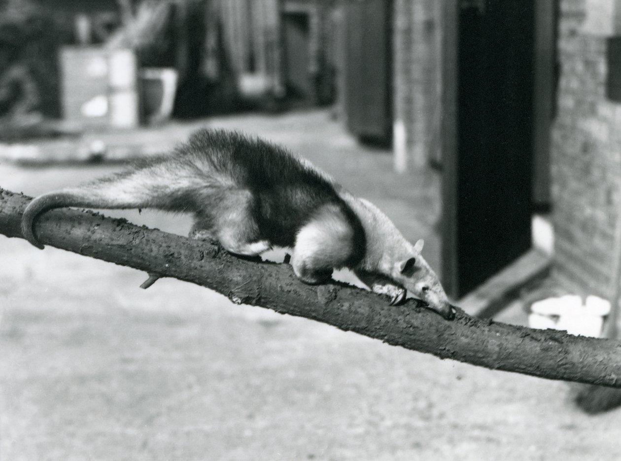 Ein Südlicher Tamandua/Kragenameisenbär/Kleiner Ameisenbär, der auf einem Ast im Londoner Zoo entlangläuft von Frederick William Bond
