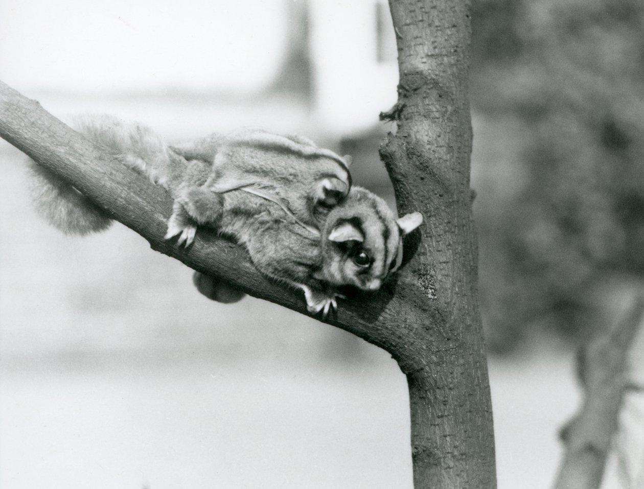 Ein Zuckergleiter auf einem Ast mit ihrem Baby auf dem Rücken, Londoner Zoo von Frederick William Bond