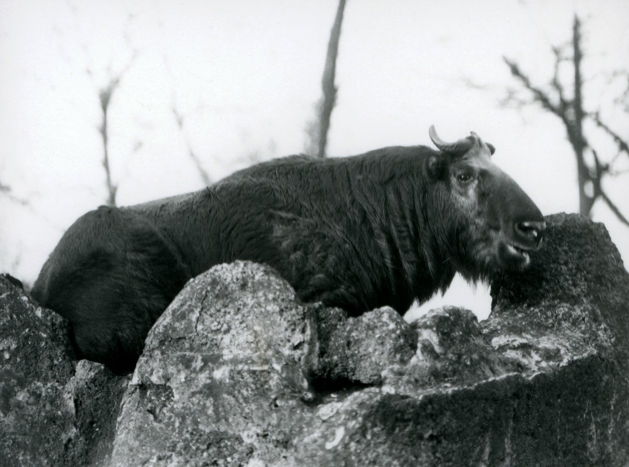 Ein Takin, auch bekannt als Rindergämse oder Gnu-Ziege, ruht auf einem Felsen, London Zoo, 1925 von Frederick William Bond